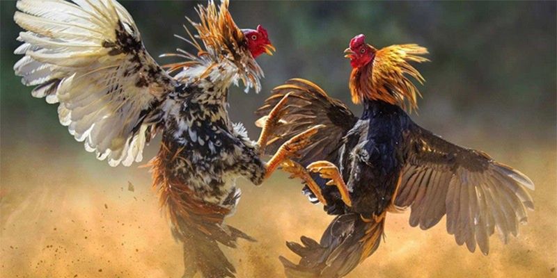 Cược hấp dẫn, tỷ lệ thực, cơ hội nhân vốn